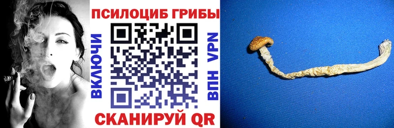 Галлюциногенные грибы Psilocybine cubensis  Пионерский 